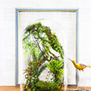 Enchanted Forest Terrarium Domes