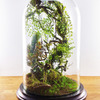 Enchanted Forest Terrarium Domes
