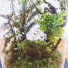 Enchanted Forest Terrarium Domes