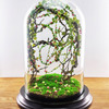 Enchanted Forest Terrarium Domes
