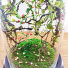 Enchanted Forest Terrarium Domes