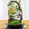 Enchanted Forest Terrarium Domes