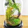Enchanted Forest Terrarium Domes