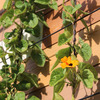 Exeter Wall Trellis