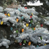 Festive Bird Seed Tree Ornaments and String Lights