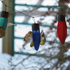 Festive Holiday String Light Bird Feeder