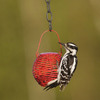Festive Mini Globe Bird Feeders