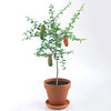 Finger Lime Trees