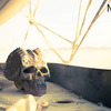 Fire Pit Demon Skull