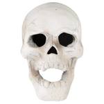 Fireproof Human Skulls for Fire Pits, Campfires, and Fireplaces