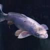 Fish With Human Face - Video & Images
