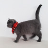 Fleece Cat Scarves