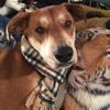 Fleece Cat Scarves