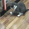 Fling-ama-string Motorized Cat Toy