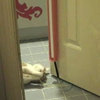 Fling-ama-string Motorized Cat Toy