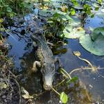 Floating Crocodile Decoy for Pools, Ponds, and More