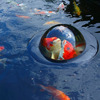 Floating Fish Dome