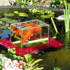Flying Aquarium - Above The Water Floating Koi / Goldfish Observation Tank