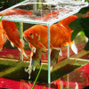 Flying Aquarium - Above The Water Floating Koi / Goldfish Observation Tank