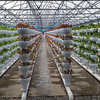 Foody 8 Vertical Hydroponic Garden Tower