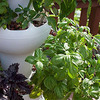 Foody 8 Vertical Hydroponic Garden Tower