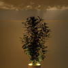 Forestarium - Illuminated Planter