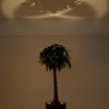 Forestarium - Illuminated Planter