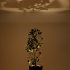 Forestarium - Illuminated Planter