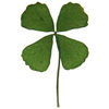 Framed Four-Leaf Clover - Luck of the Irish