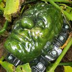 Frankenstein Pumpkin Shaping Mold