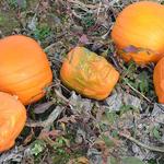 Frankenstein Pumpkin Shaping Mold