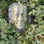 Frankenstein Pumpkin Shaping Mold