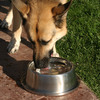 FrostyBowlz - Chilled Dog and Cat Bowls