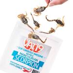 Fully Edible Manchurian Scorpions... Pinchers, Stinger, and All!