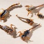 Fully Edible Manchurian Scorpions... Pinchers, Stinger, and All!