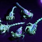 Fully Edible Manchurian Scorpions... Pinchers, Stinger, and All!
