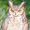 Funny T-Shirt - Owls Are Assholes!