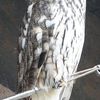 Funny T-Shirt - Owls Are Assholes!