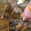 Garden Hose Filter