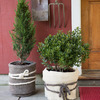 GardenWool - Stylish Winter Plant Blankets