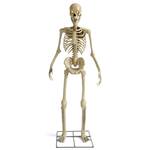 Giant 8 Foot Animated Talking Skeleton Statue
