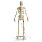 Giant 8 Foot Animated Talking Skeleton Statue