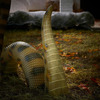 Giant Outdoor Anaconda