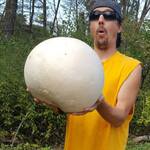 Giant Puffball Mushroom Growing Kit