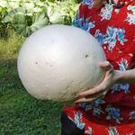 Giant Puffball Mushroom Growing Kit