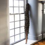 Giant Seed Pod Stalk