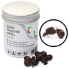 Giant Toasted Leafcutter Ants