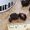 Giant Toasted Leafcutter Ants