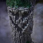 Gigantic 9-Foot Murderous Maple Tree