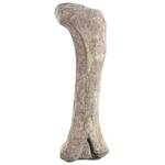 Gigantic Apatosaurus Dinosaur Femur Bone Fossil Statue